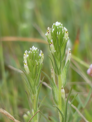 iNaturalist observation photo of valley tassels
