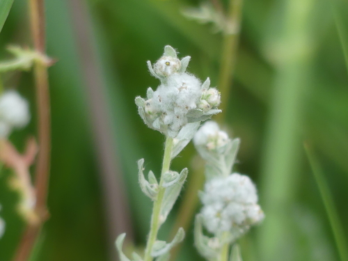 iNaturalist observation photo of Micropus