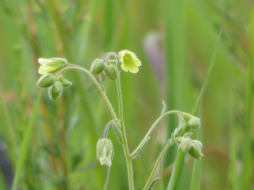 iNaturalist observation photo of whispering bells