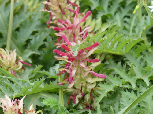 iNaturalist observation photo of Warrior's Plume