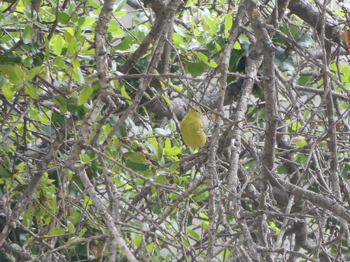 iNaturalist observation photo of Orange-crowned Warbler
