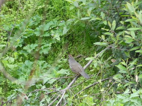 iNaturalist observation photo of California Quail