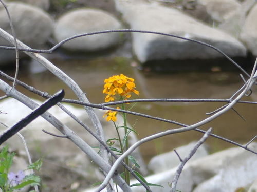 iNaturalist observation photo of Western Wallflower