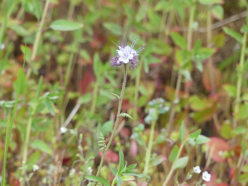 iNaturalist observation photo of Lacy phacelia