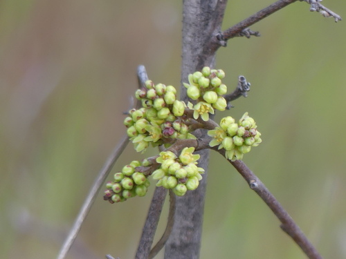 iNaturalist observation photo of fragrant sumac