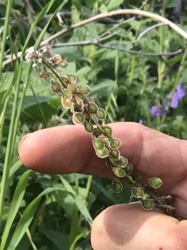 iNaturalist observation photo of sand fringepod