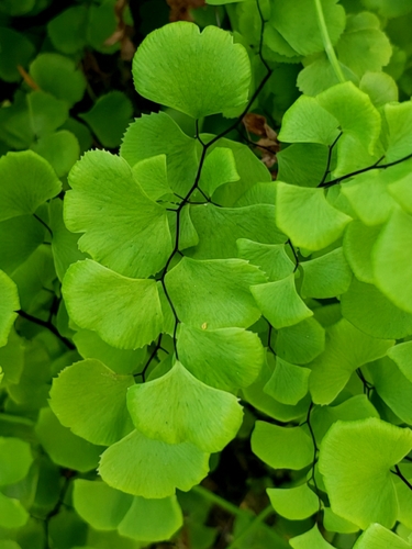 iNaturalist observation photo of maidenhair ferns