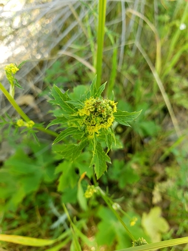 iNaturalist observation photo of Pacific Sanicle
