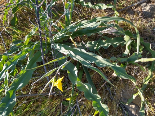 iNaturalist observation photo of Diogenes' lantern