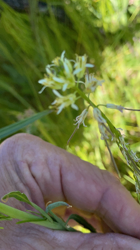 iNaturalist observation photo of California mustard