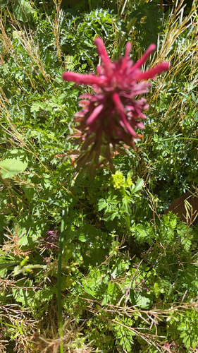 iNaturalist observation photo of Warrior's Plume