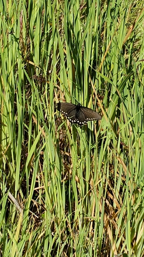 iNaturalist observation photo of California Pipevine Swallowtail