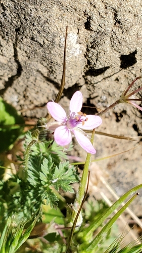 iNaturalist observation photo of Redstem Stork's-bill
