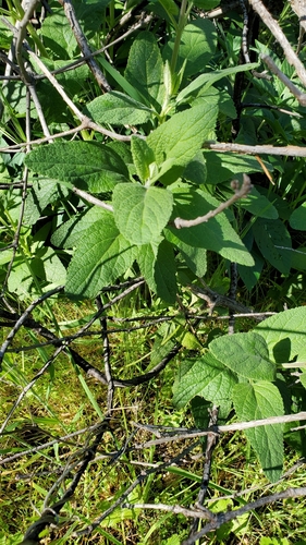 iNaturalist observation photo of California Pitcher Sage