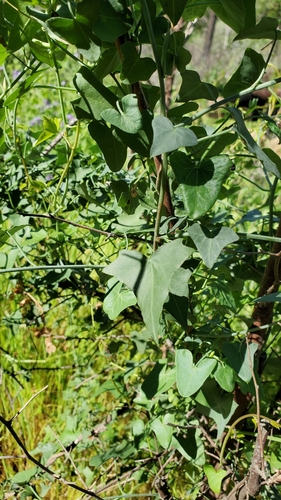iNaturalist observation photo of false bindweeds