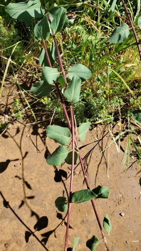iNaturalist observation photo of chaparral honeysuckle