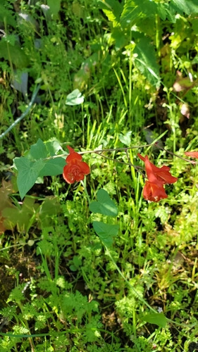iNaturalist observation photo of Red larkspur