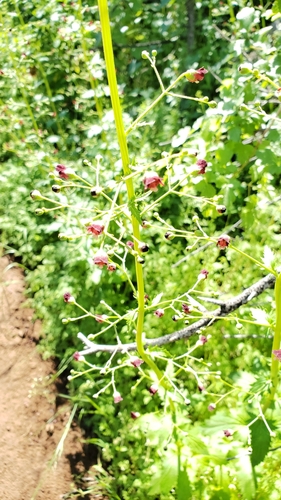 iNaturalist observation photo of California beeplant