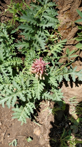 iNaturalist observation photo of Warrior's Plume