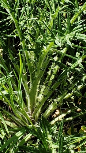 iNaturalist observation photo of Plume Thistles