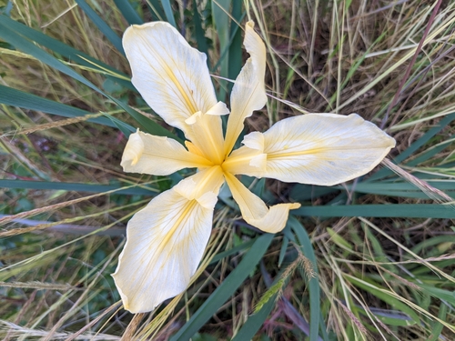 iNaturalist observation photo of Pacific Coast Irises