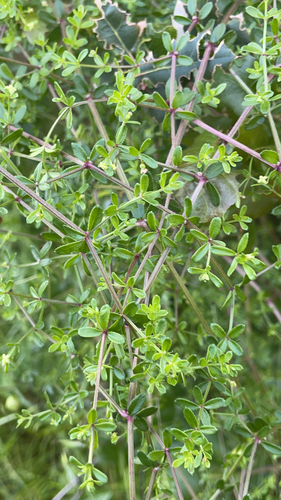 iNaturalist observation photo of graceful bedstraw