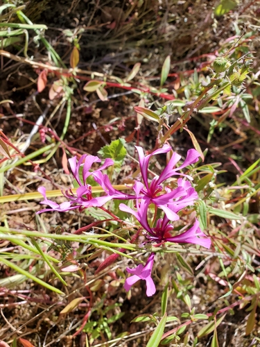 iNaturalist observation photo of Red Ribbons