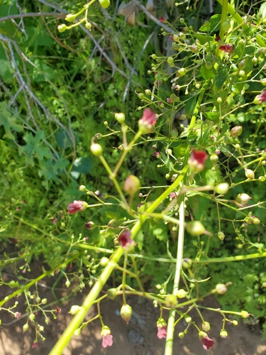 iNaturalist observation photo of California beeplant