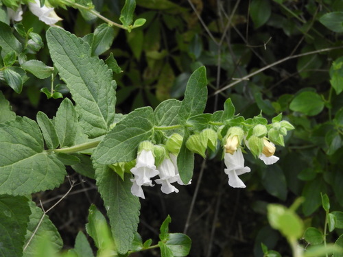 iNaturalist observation photo of California Pitcher Sage
