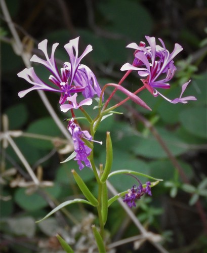 iNaturalist observation photo of Red Ribbons
