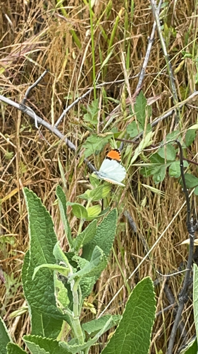 iNaturalist observation photo of Sara Orangetip