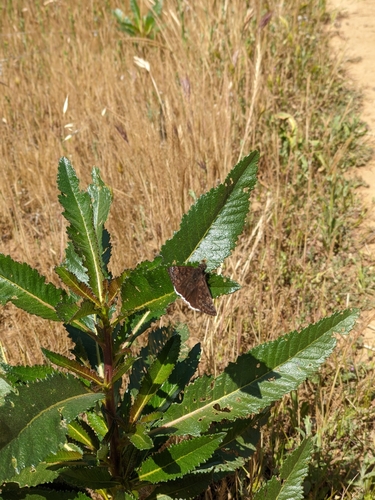iNaturalist observation photo of Mournful Duskywing