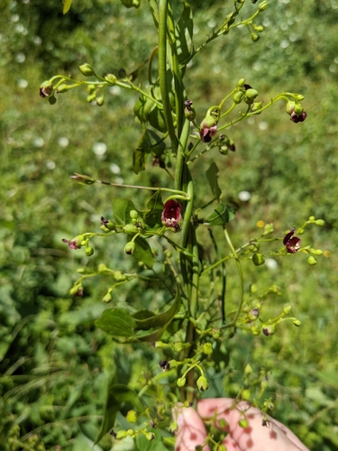 iNaturalist observation photo of California beeplant