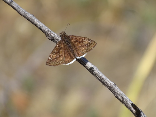 iNaturalist observation photo of Mournful Duskywing