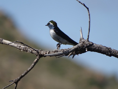 iNaturalist observation photo of Violet-green Swallow