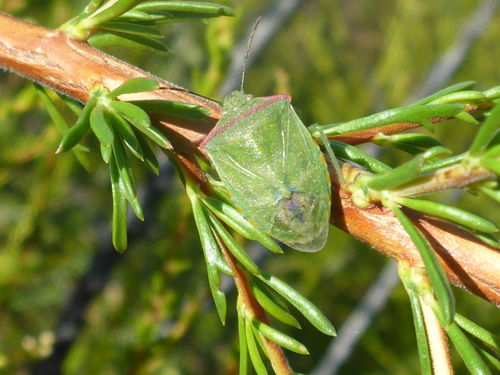 iNaturalist observation photo of Thyanta