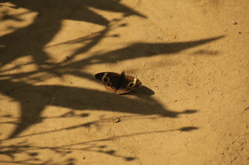 iNaturalist observation photo of Gray Buckeye