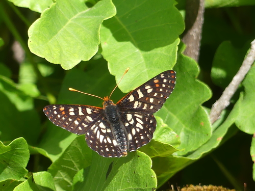 iNaturalist observation photo of Variable Checkerspot