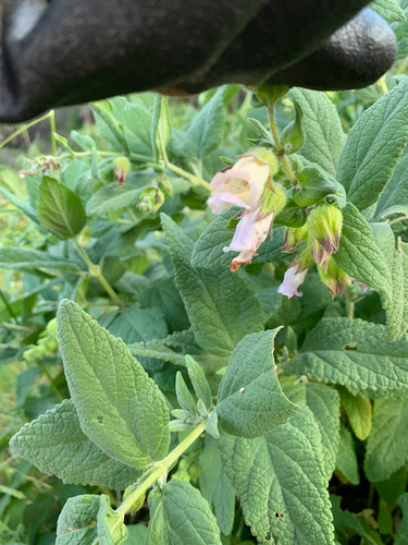 iNaturalist observation photo of California Pitcher Sage