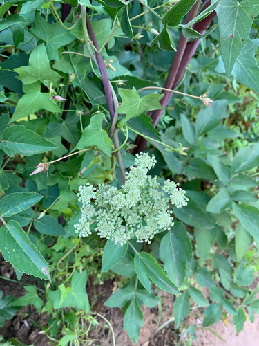 iNaturalist observation photo of carrot family