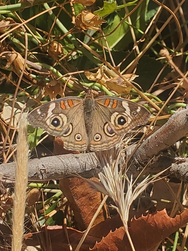iNaturalist observation photo of Gray Buckeye
