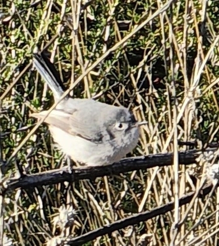 iNaturalist observation photo of Blue-gray Gnatcatcher