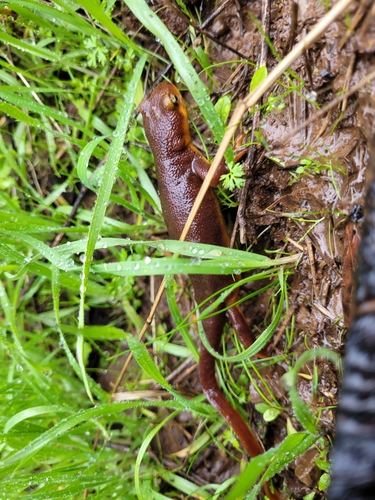 iNaturalist observation photo of California Newt