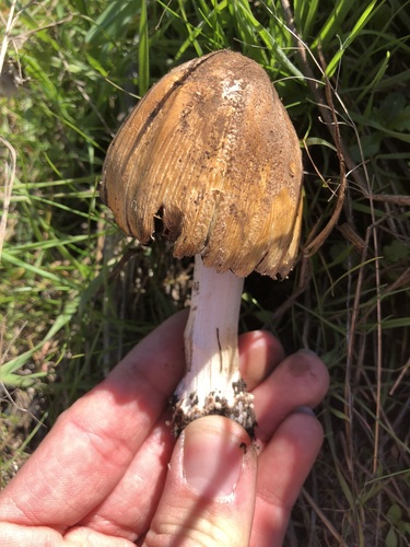 iNaturalist observation photo of Coprinellus