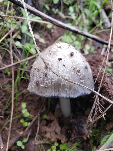 iNaturalist observation photo of Coprinellus