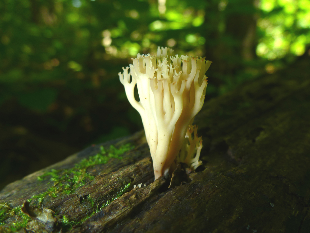 Crown-tipped coral fungus from reveler conservation area, comtés unis de stormont, on, canada on