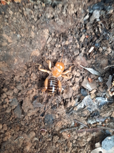 iNaturalist observation photo of North American Jerusalem Crickets