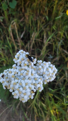 iNaturalist observation photo of Dimorphic Flower Longhorn Beetle