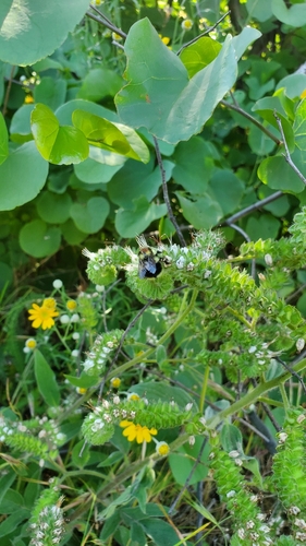 iNaturalist observation photo of Black-tailed Bumble Bee