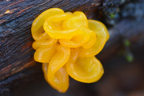 iNaturalist observation photo of golden ear